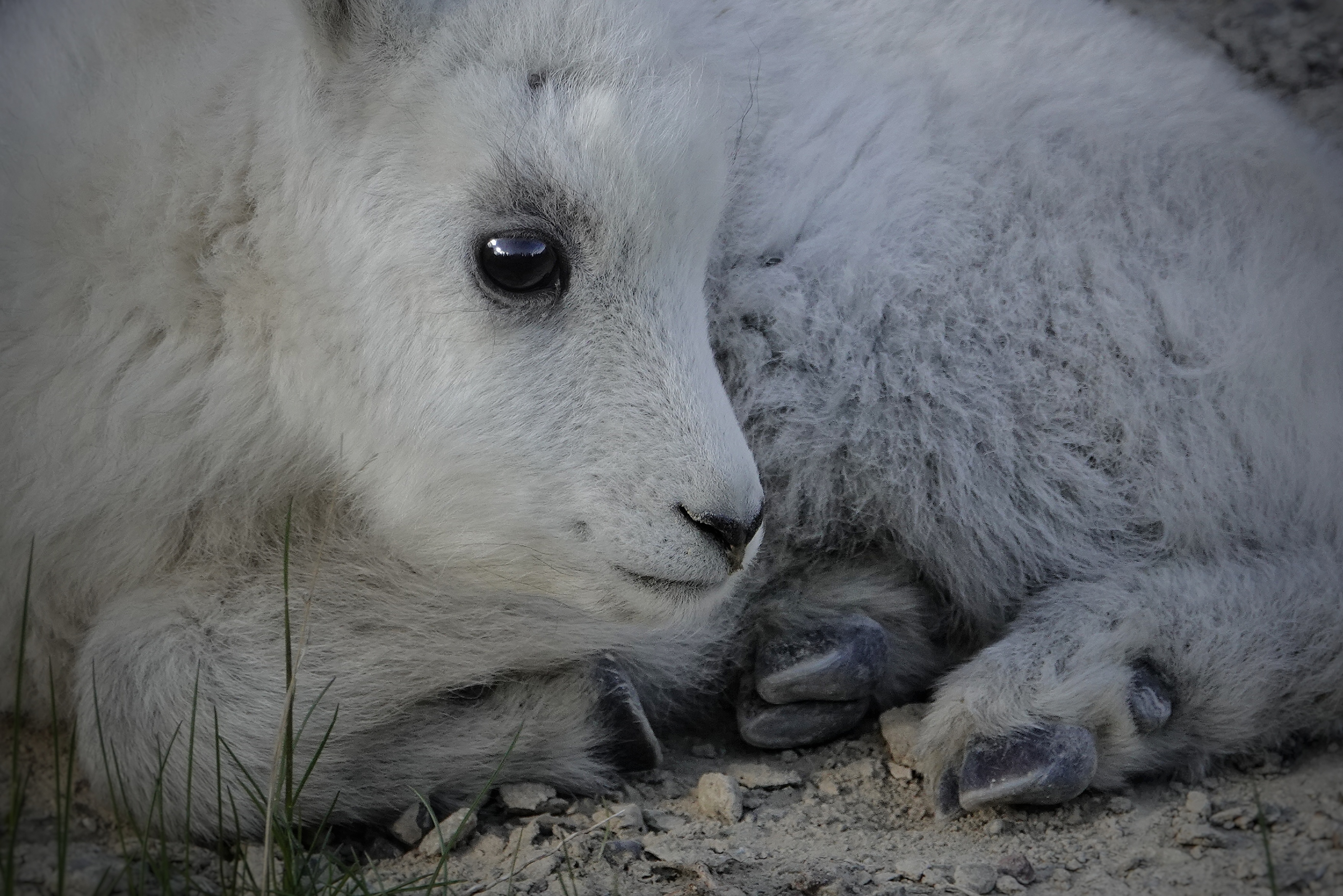 Jeune chèvre de montagne